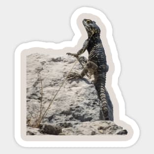 Lizard Sunbathing On A Rock Vector Sticker